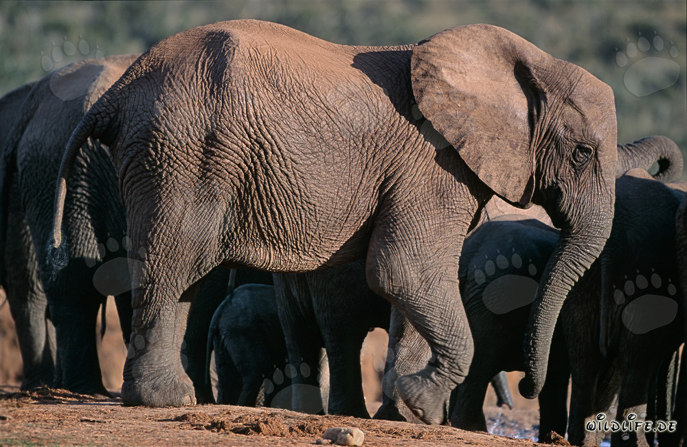 Éléphants d'Afrique buvant de l'eau dans la savane