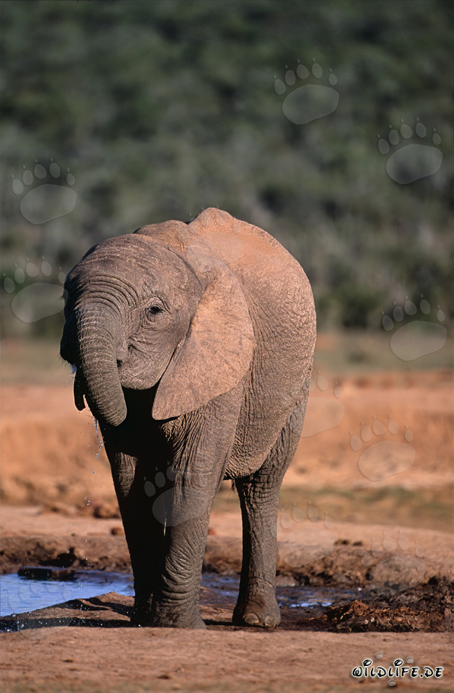 Majestic African Elephant Drinking Clear Water