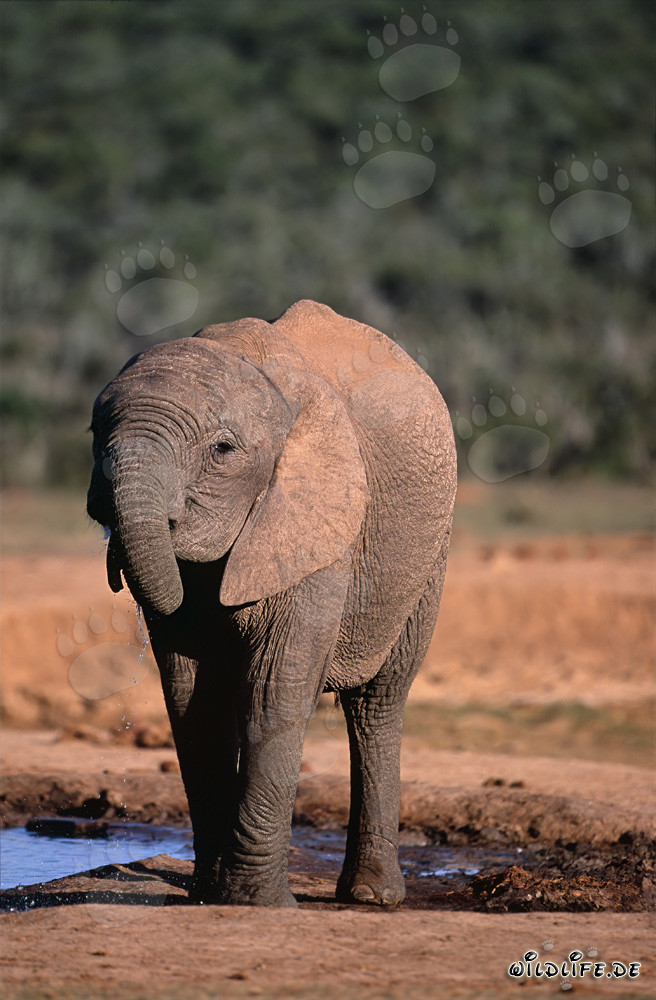 Majestätischer Afrikanischer Elefant beim Trinken von kristallklarem Wasser