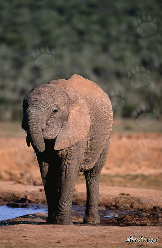 Elefante Africano majestuoso bebiendo agua cristalina