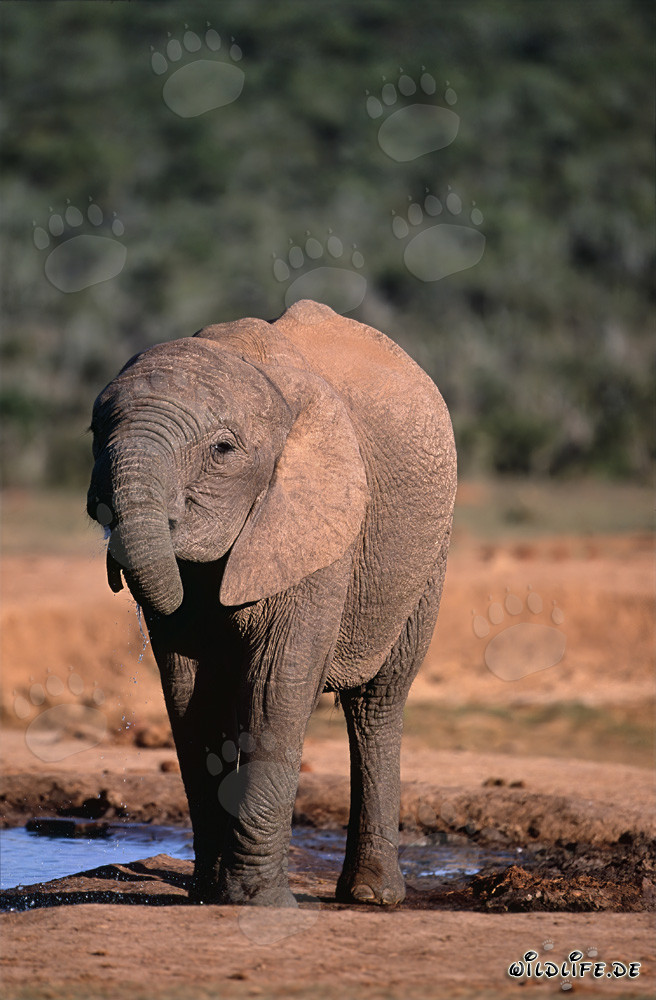 Maestoso elefante africano che beve acqua cristallina