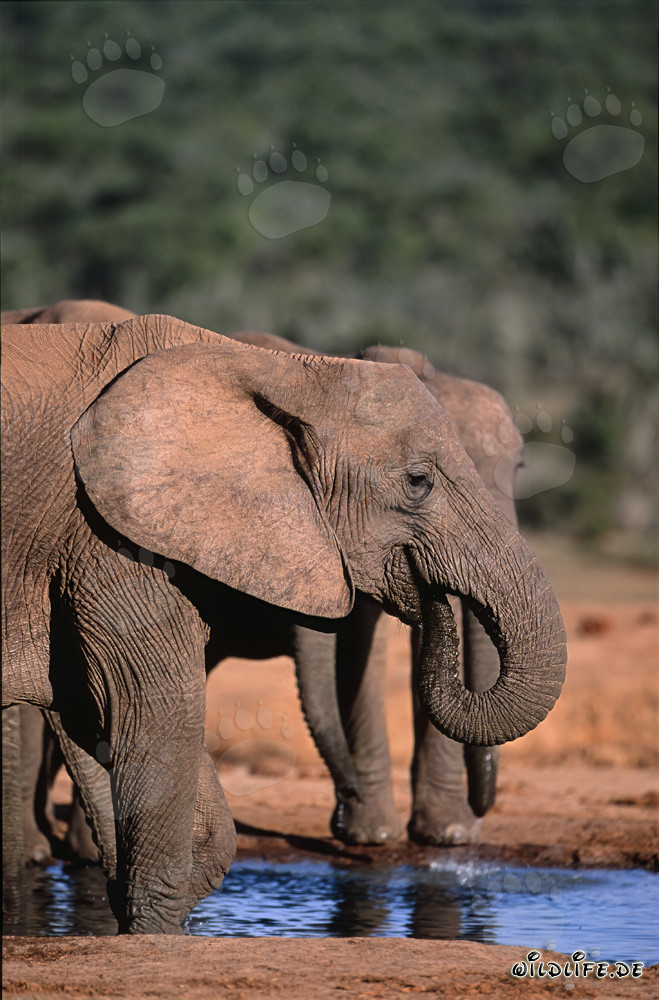 Majestic African elephants drinking at the waterhole in Addo Elephant National Park