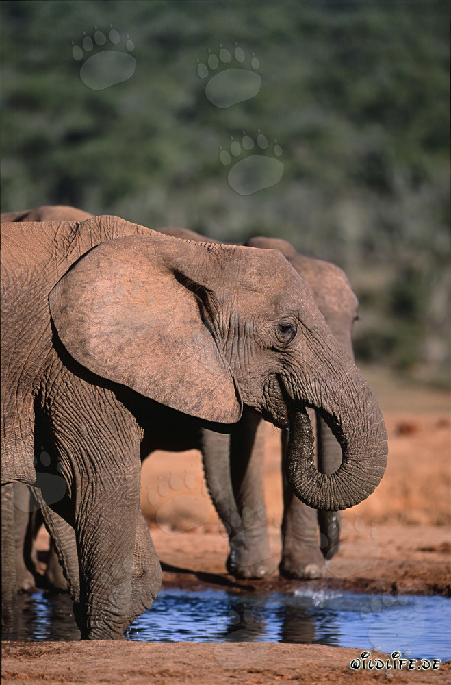 Majestätische Afrikanische Elefanten trinken an der Wasserstelle im Addo Elephant National Park