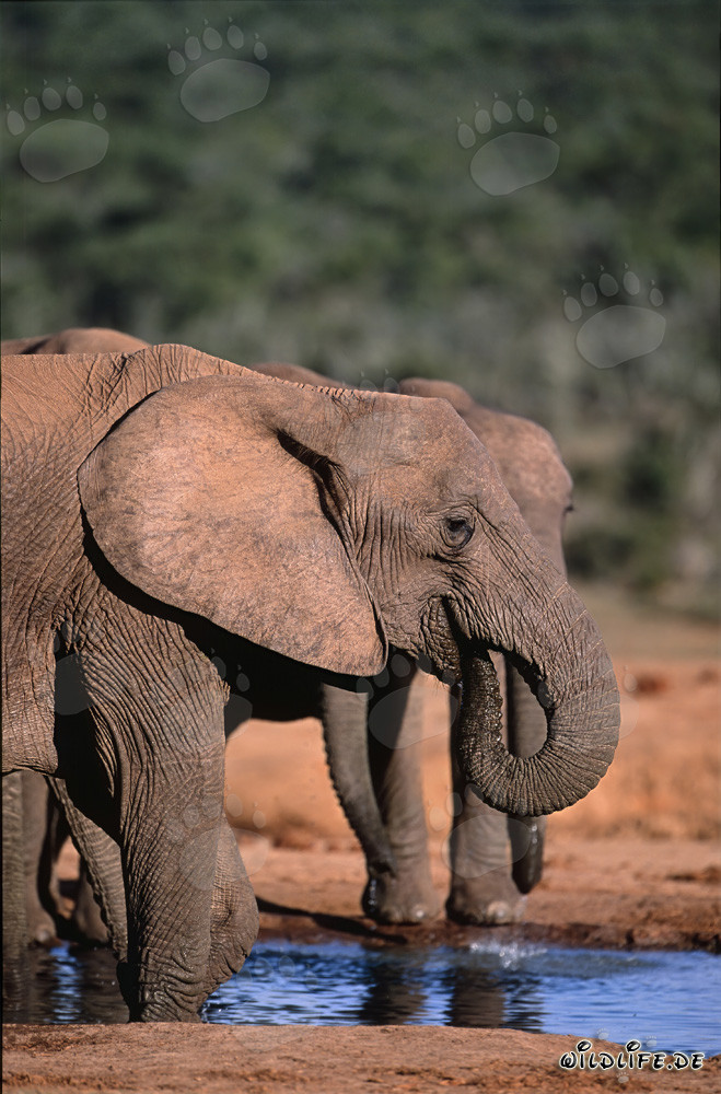 Elefantes africanos majestuosos bebiendo en el abrevadero en el Parque Nacional de Elefantes de Addo