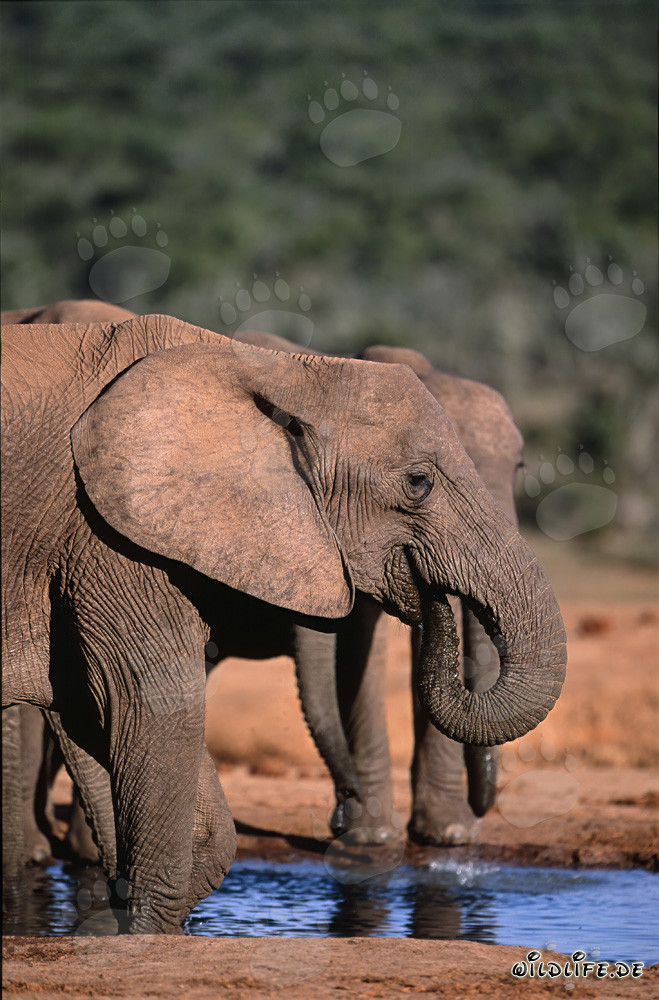 Maestosi elefanti africani che bevono alla pozza nel Parco Nazionale degli Elefanti di Addo