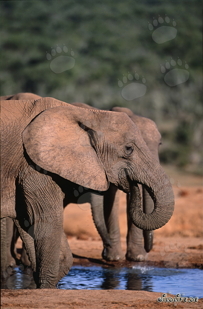 Éléphants africains majestueux buvant à la mare dans le parc national des éléphants d'Addo