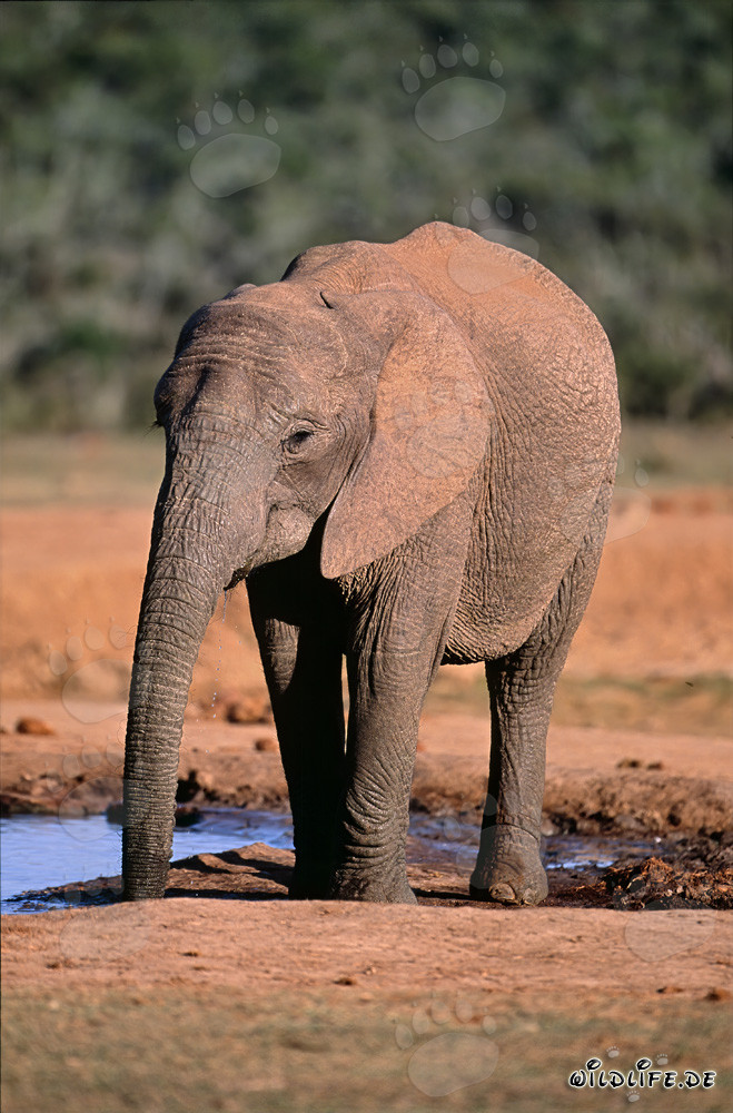 African Elephant Drinking at the Waterhole
