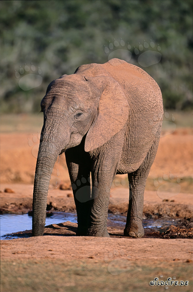 Elefante africano bebiendo en el abrevadero