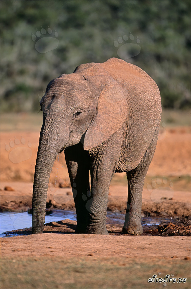 Elefante africano che beve alla pozza d'acqua