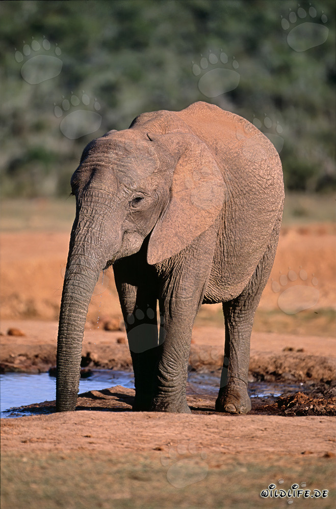 Éléphant d'Afrique buvant à la mare
