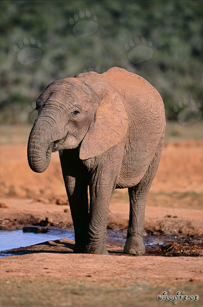 Maestoso elefante africano che beve