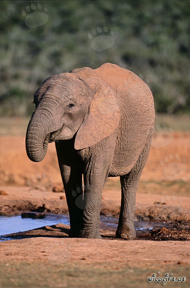 Majestätischer Afrikanischer Elefant beim Trinken