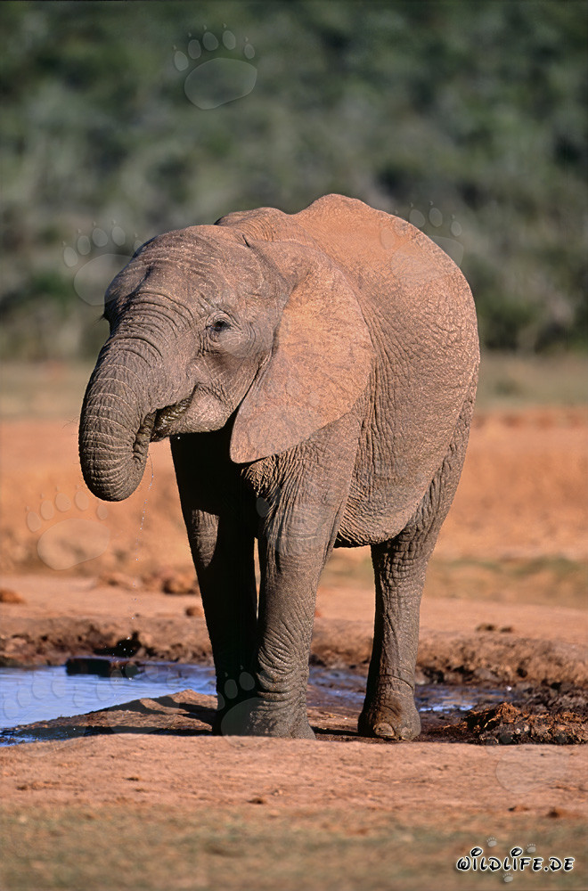 Majestic African Elephant Drinking