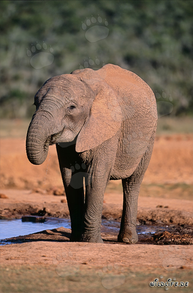 Éléphant africain majestueux en train de boire