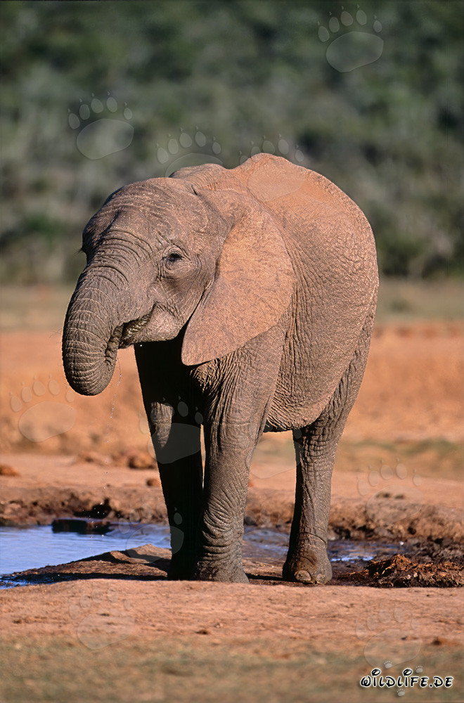 Elefante africano majestuoso bebiendo