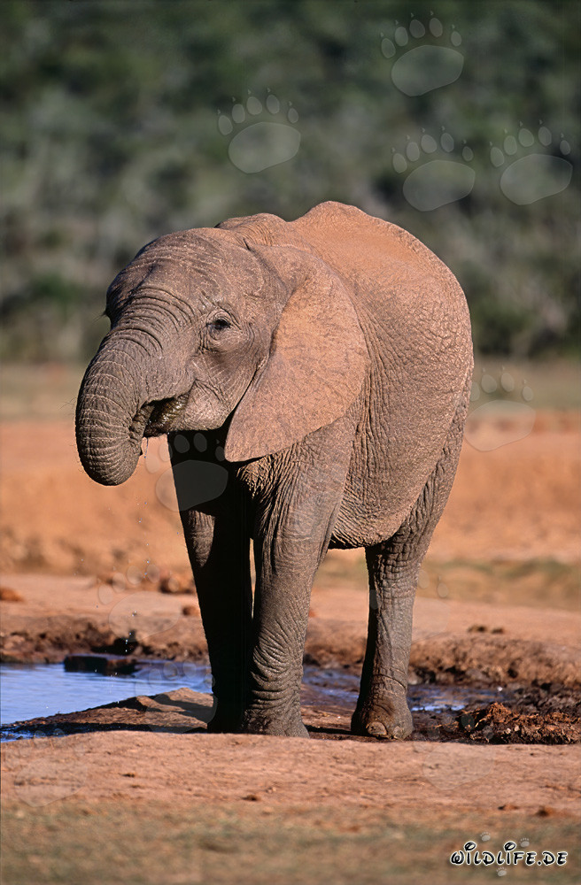 Majestätischer Durstiger Afrikanischer Elefant im Addo Elephant National Park, Südafrika