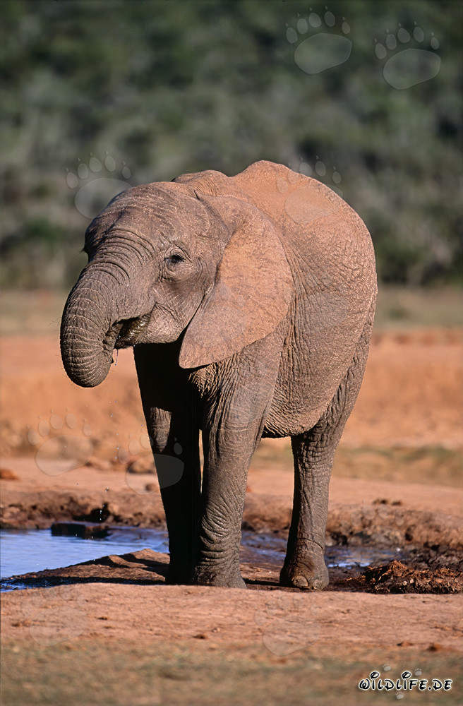 Maestoso elefante africano assetato nel Parco Nazionale degli Elefanti di Addo, Sudafrica