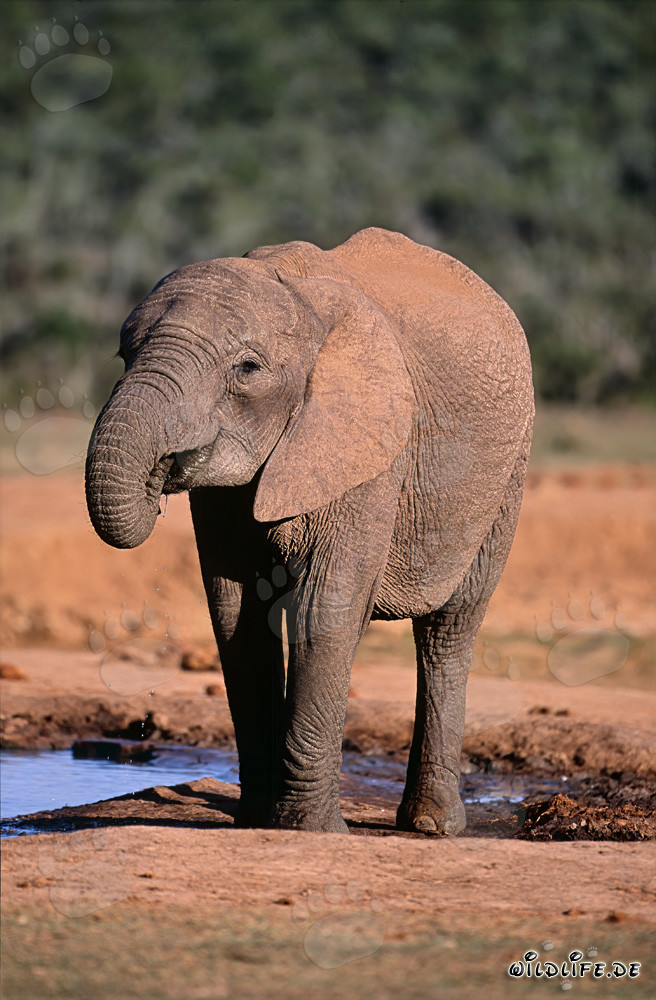 Elefante africano sediento majestuoso en el Parque Nacional de Elefantes de Addo, Sudáfrica