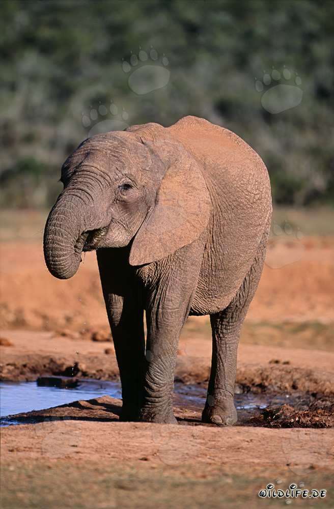 Éléphant africain assoiffé majestueux dans le parc national des éléphants d'Addo, Afrique du Sud