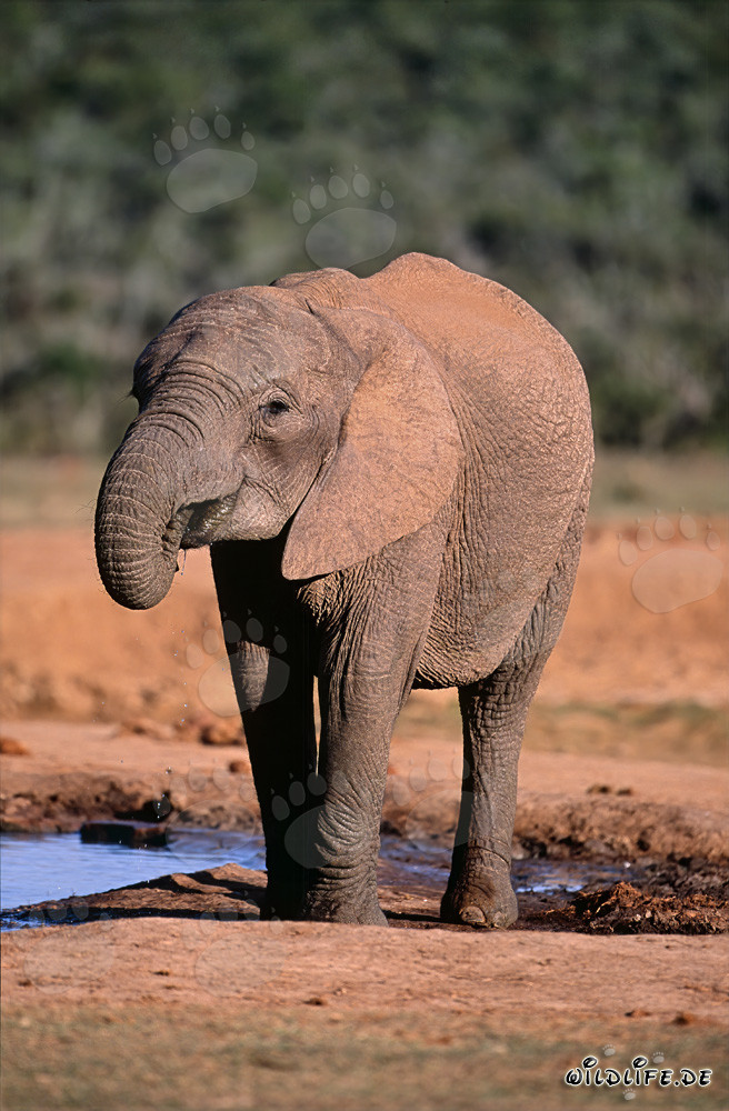 Majestic Thirsty African Elephant in Addo Elephant National Park, South Africa