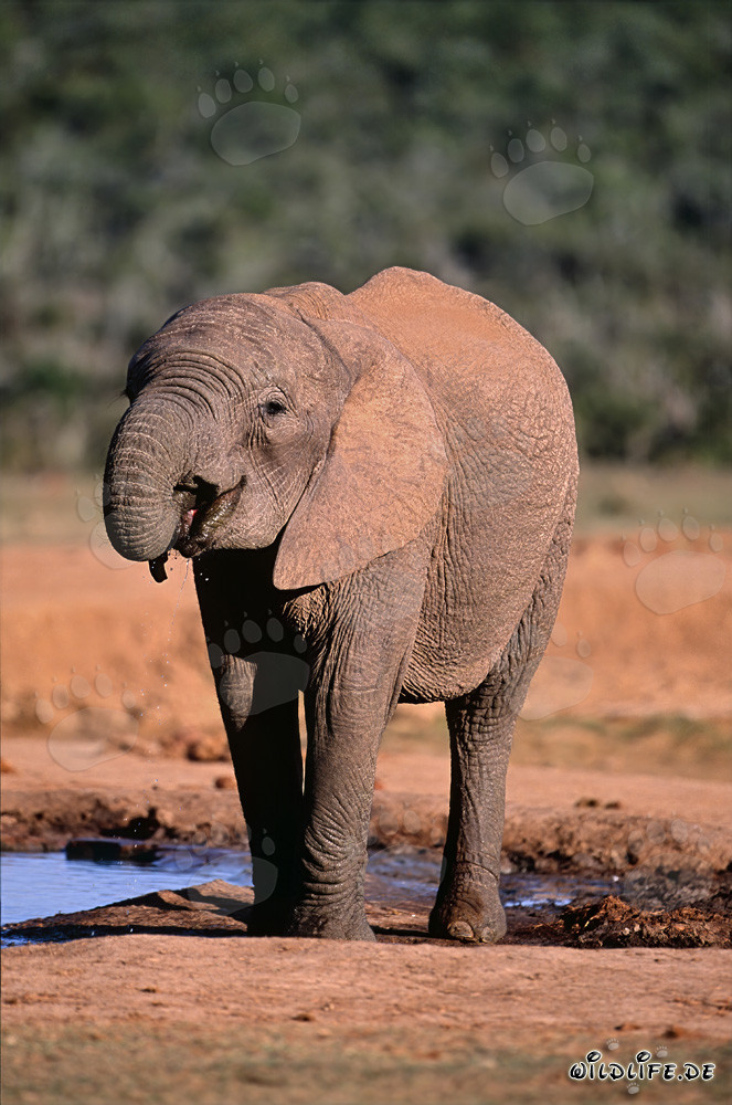 Giovane elefante africano che beve presso il pozzo d'acqua