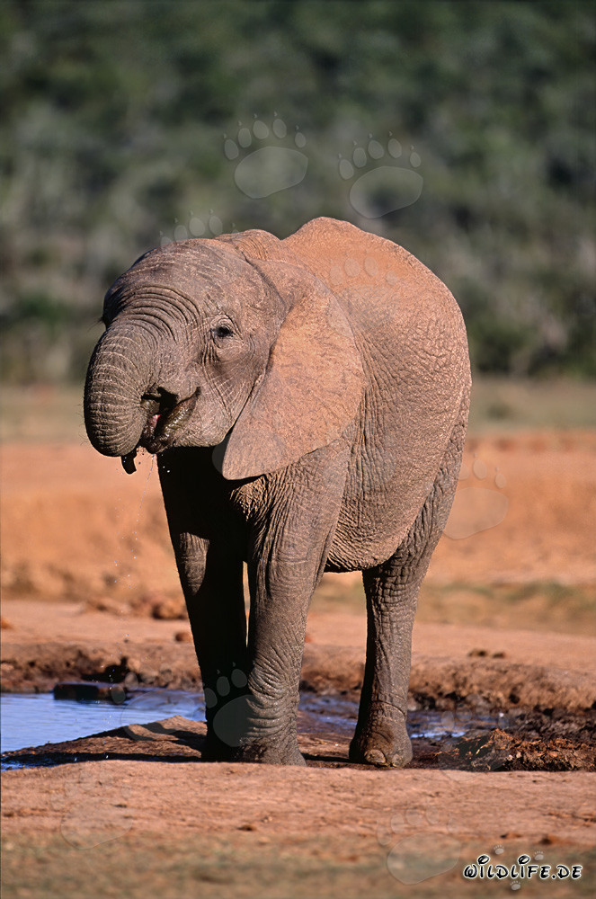 Jeune éléphant d'Afrique buvant à la mare