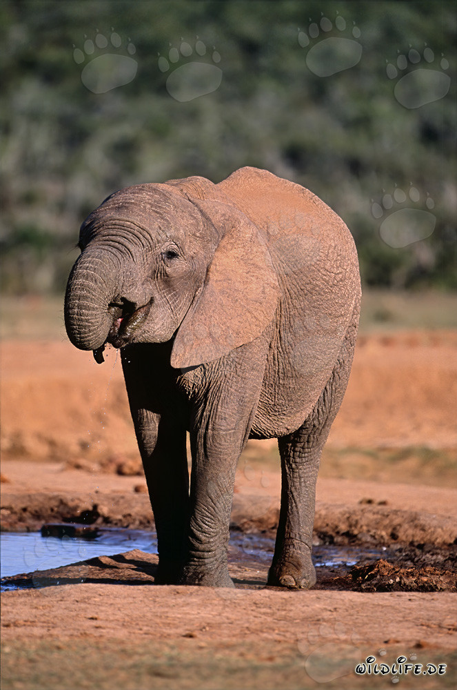 Joven elefante africano bebiendo en el abrevadero
