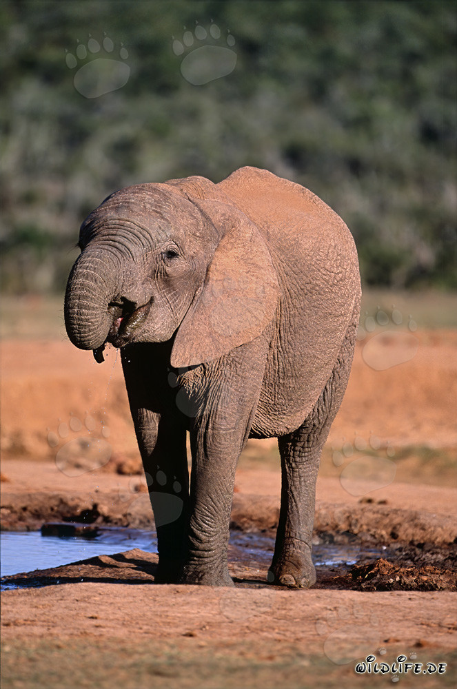 Junger Afrikanischer Elefant trinkt an der Wasserstelle