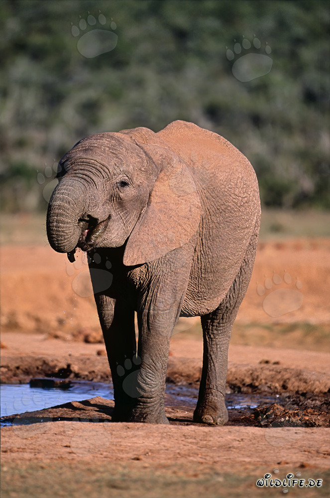 Young African elephant drinking at the waterhole