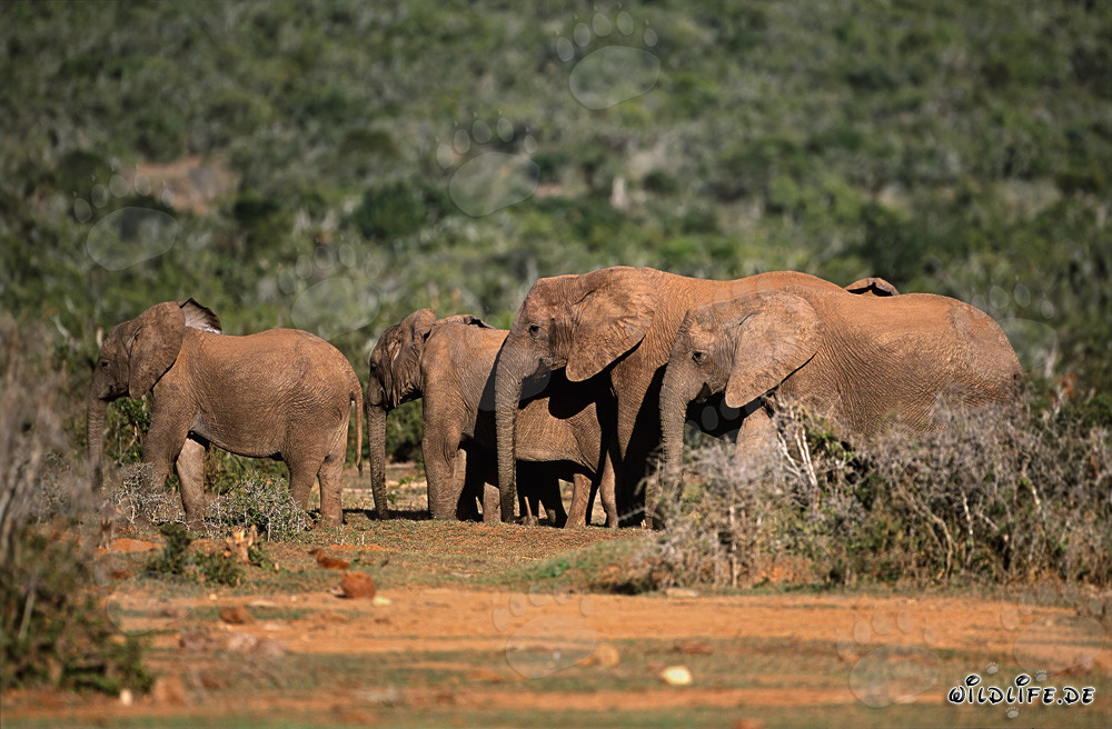 Majestic African Elephants on the way to the watering hole
