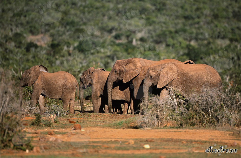 Majestätische Afrikanische Elefanten auf dem Weg zur Wasserstelle