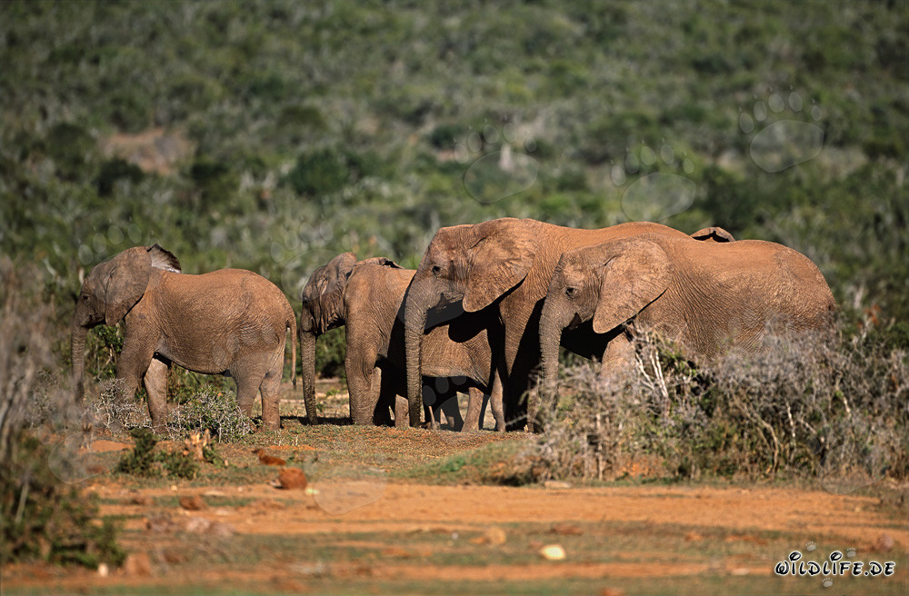 Elefantes africanos majestuosos en camino hacia el abrevadero
