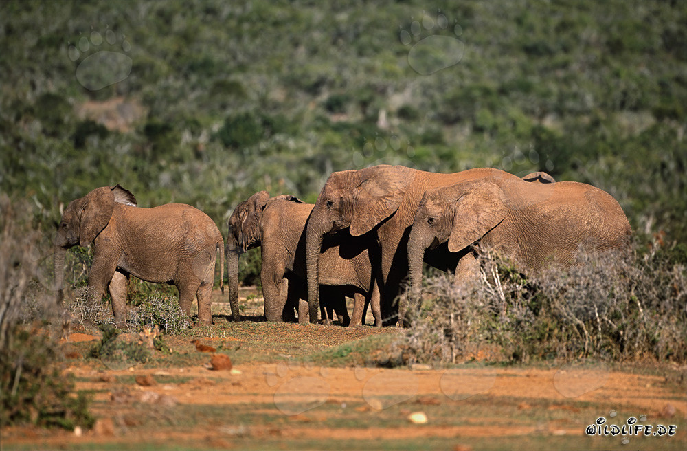 Maestosi elefanti africani in cammino verso il punto d'acqua