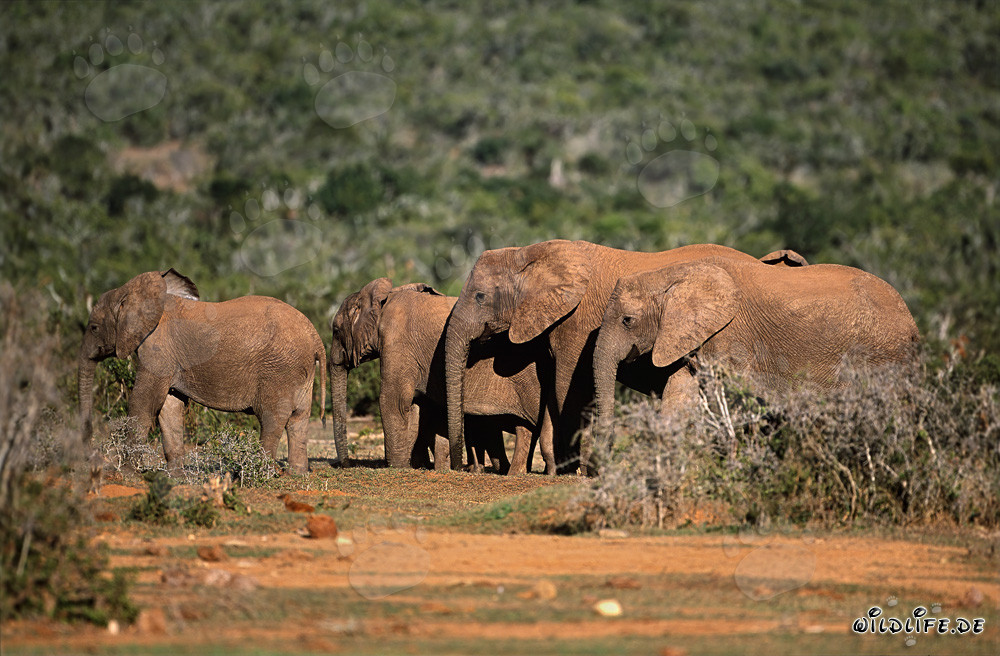 Éléphants africains majestueux se dirigeant vers le point d'eau