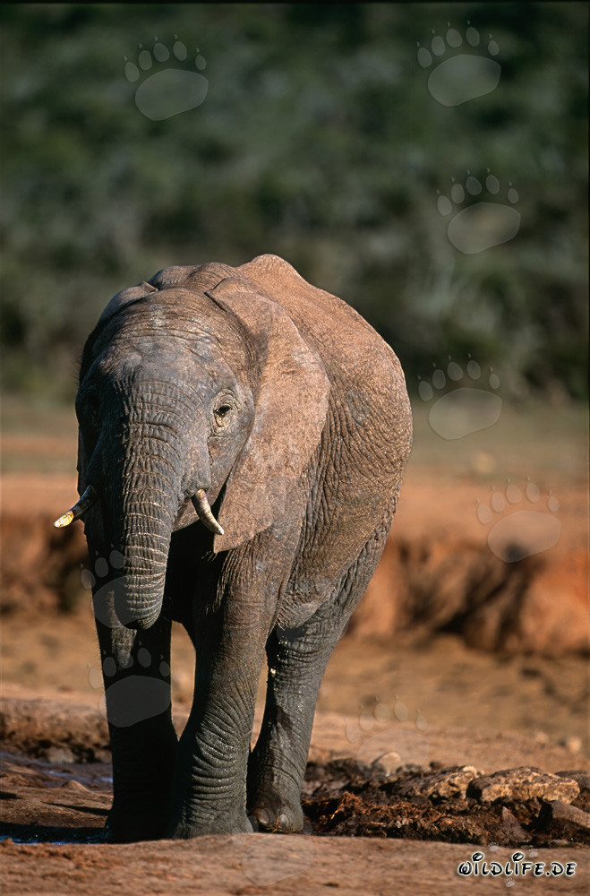 African Elephant drinking water from a river
