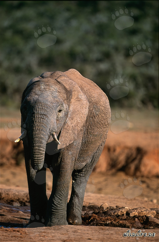 Afrikanischer Elefant trinkt Wasser aus einem Fluss
