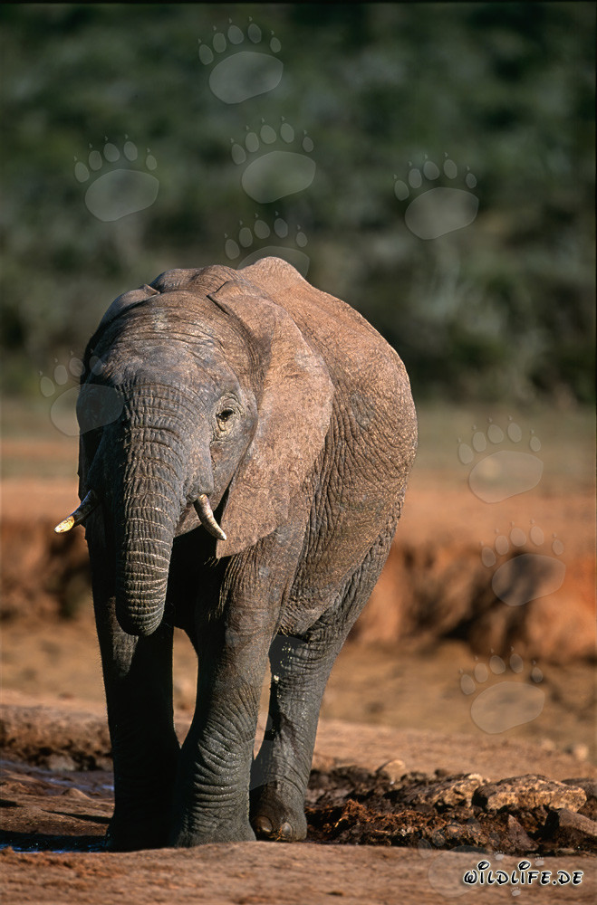 Elefante africano che beve acqua da un fiume