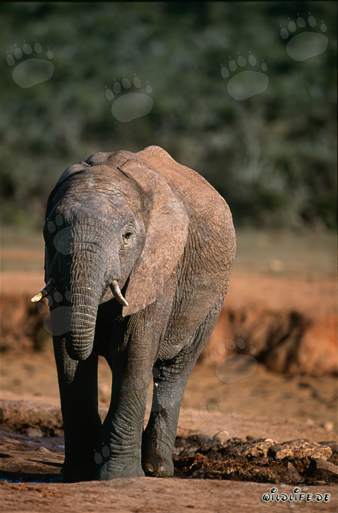Éléphant africain buvant de l'eau d'une rivière
