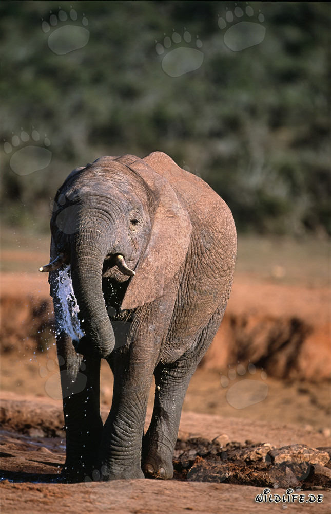 Majestätischer Afrikanischer Elefant trinkt Wasser am Flussufer