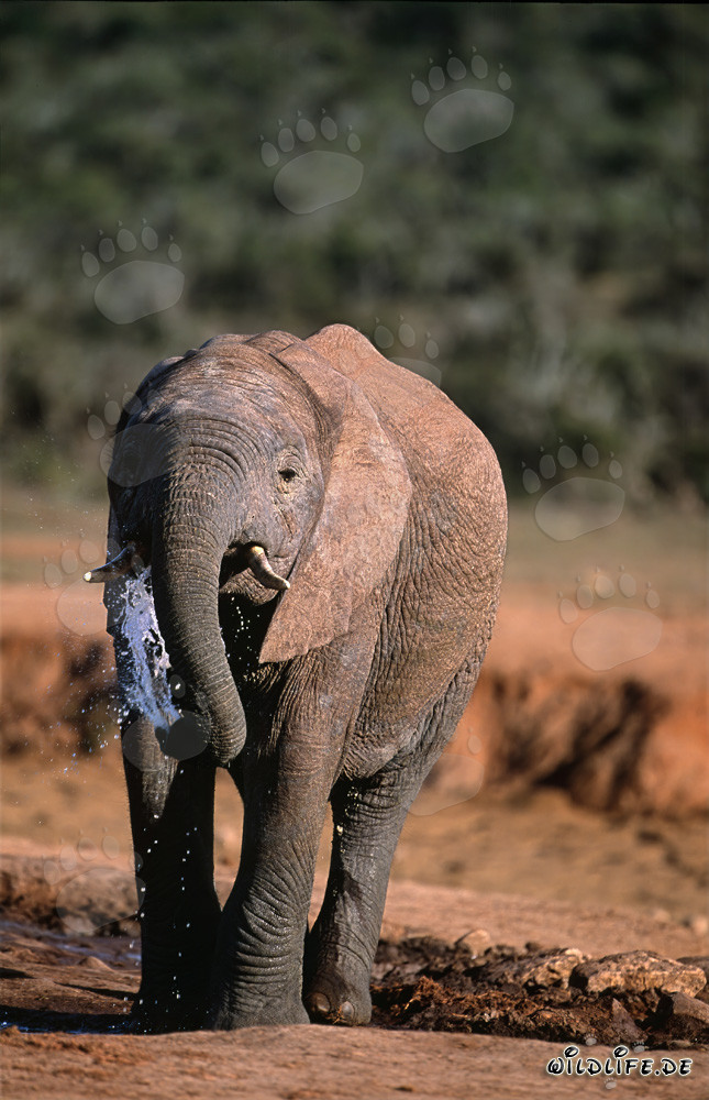 Maestoso elefante africano che beve acqua sulla riva del fiume