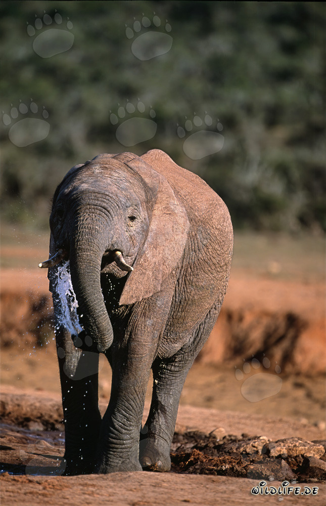 Éléphant africain majestueux buvant de l'eau au bord de la rivière