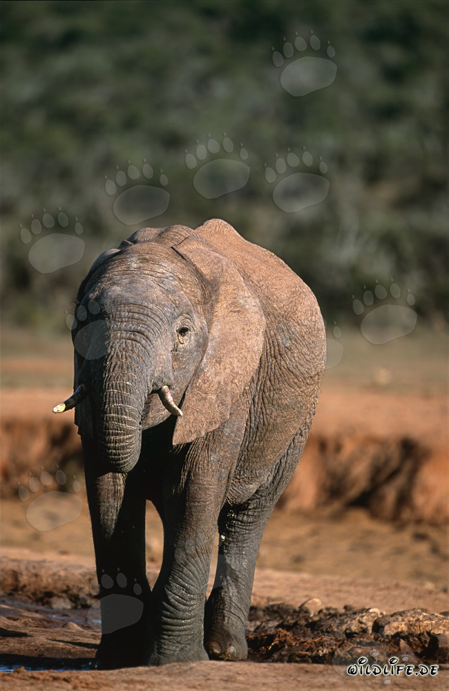 Majestic African Elephant Leaving the Watering Hole