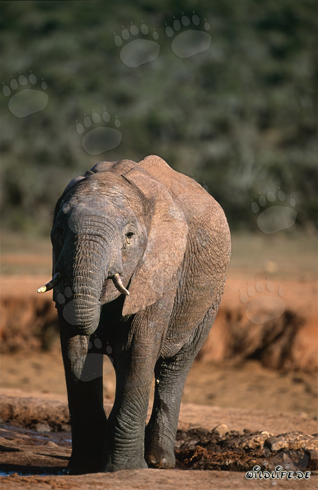 Majestätischer Afrikanischer Elefant verlässt die Wasserstelle