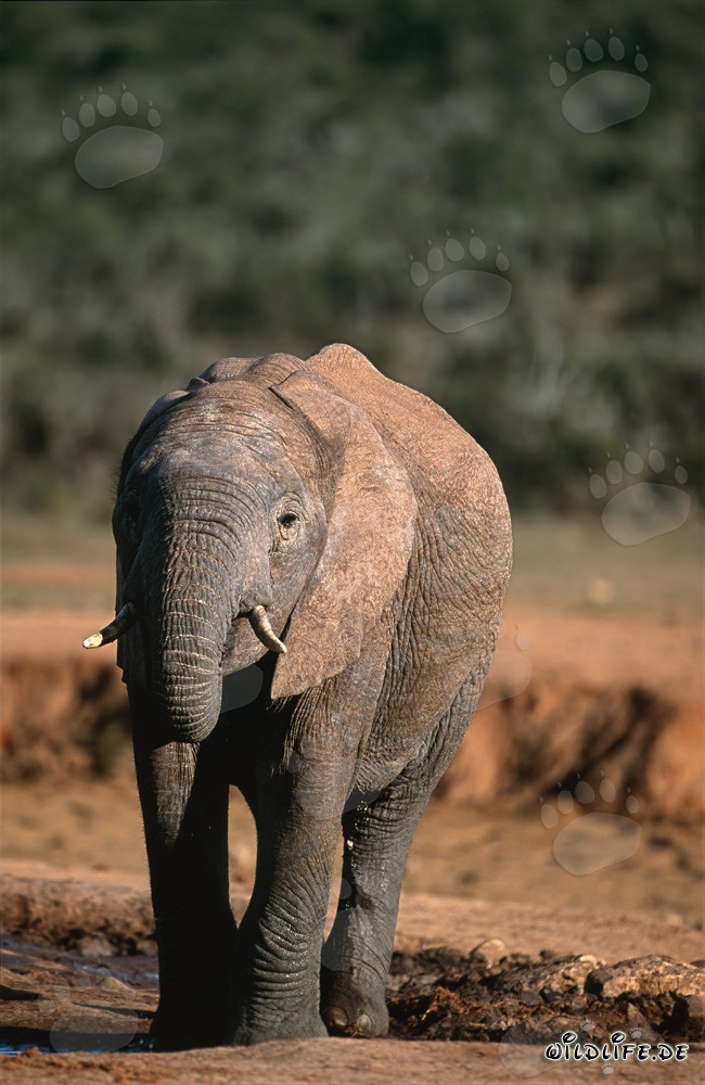 Elefante africano majestuoso abandonando el abrevadero