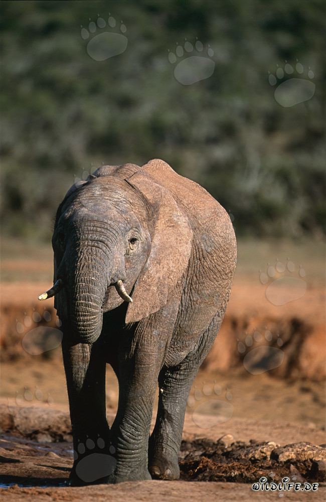Maestoso elefante africano che lascia il punto d'acqua