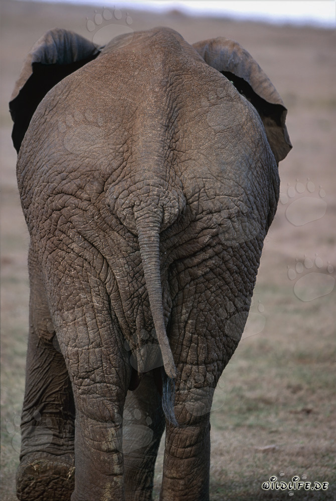 Impressive African Elephant seen from behind