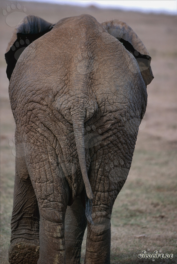 Imposanter Afrikanischer Elefant von hinten gesehen