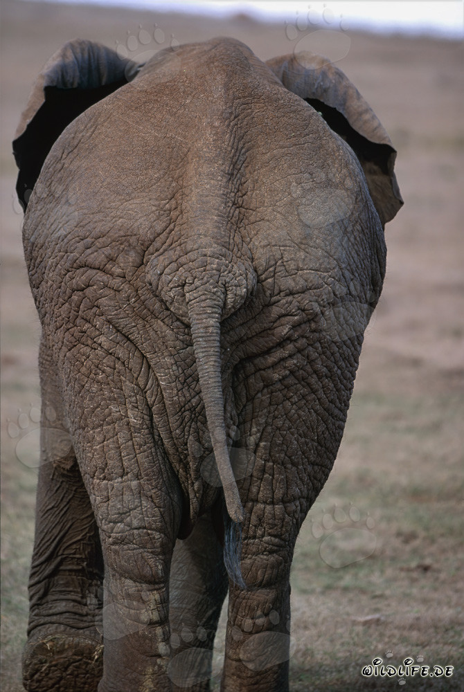 Impresionante elefante africano visto desde atrás
