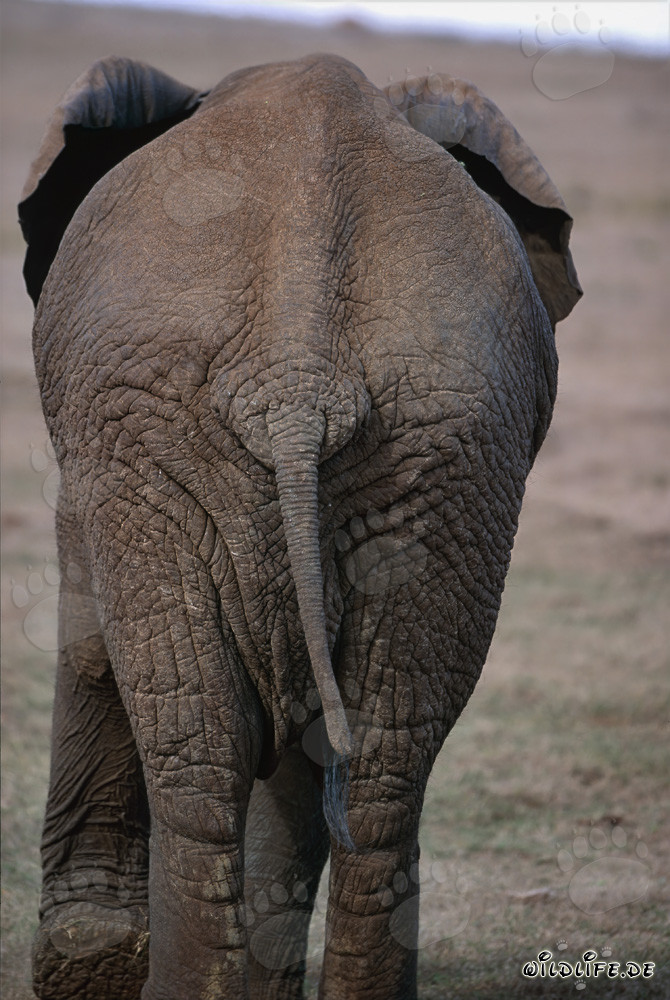 Imponente elefante africano visto da dietro
