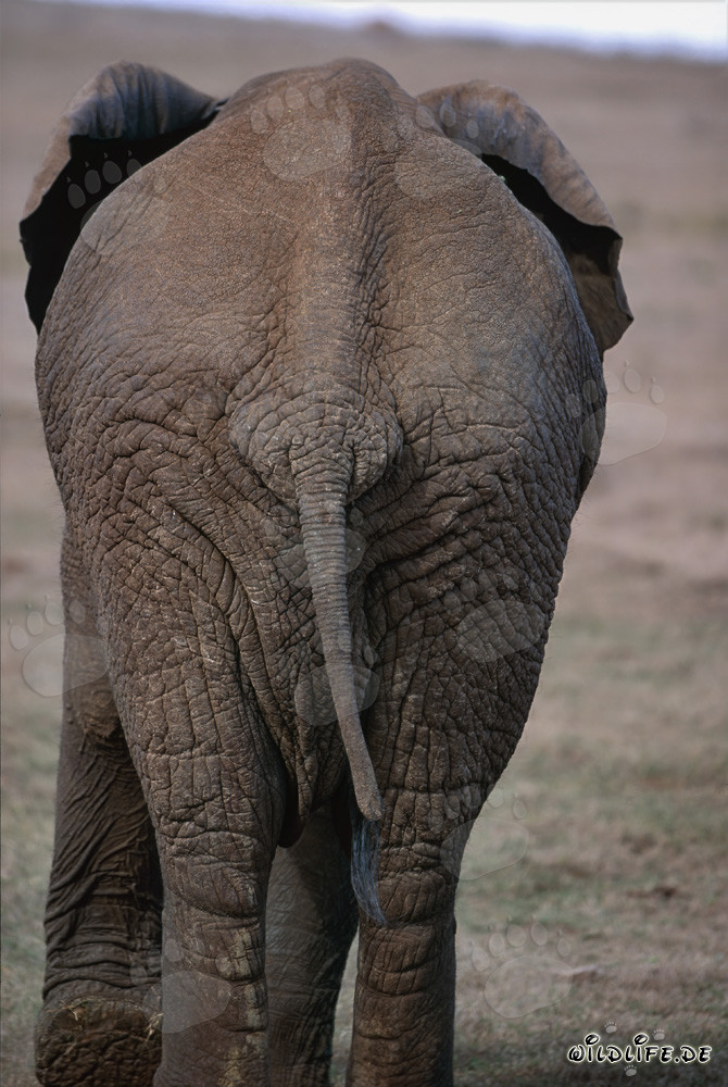 Éléphant africain imposant vu de derrière